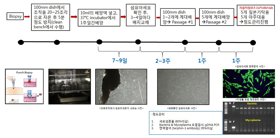 섬유아세포